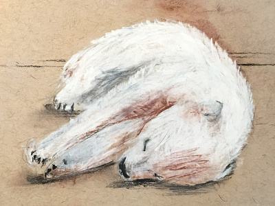 Polar Bear Sketch bear charcoal childrens book illustration polar bear sleeping