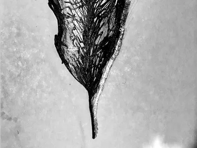 Leaf drawing with pen black drawing leaf pen white