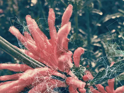 Natura after effects data plexus polygons