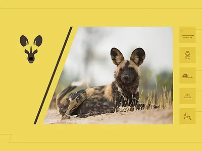 Lycaon african wild dog data sheet food habitat habits lycaon size weight