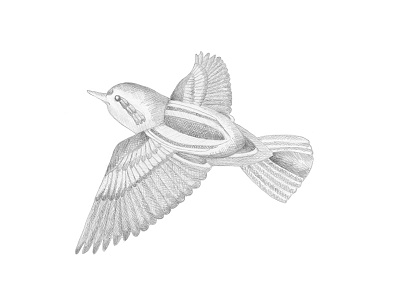 Pencil birdie bird hand drawn illustration meditation pencil