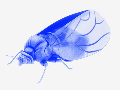 Psyllidae 3d illustration