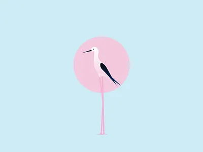 moar birb bird design illustration illustrator vector