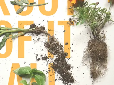 The Root Of It All agriculture album band dirt music plants work in progress