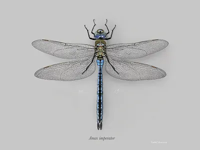Male emperor dragonfly (Anax imperator) anax imperator digital painting dragonfly emperor dragonfly photoshop scientific illustration