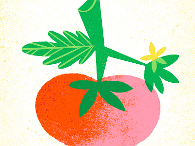 Tomato flower garden illustration tomato vegetable