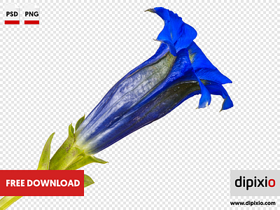 Gentiana flower dipixio free photo freebie photo