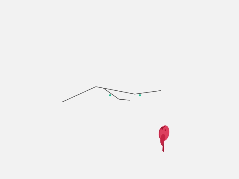 Little Bird 2d aftereffects animation bird colours