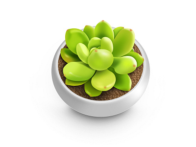 Succulent plants