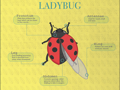 Ladybug bug illustration insect ladybug technical illustration