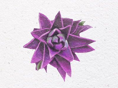 Purple plants digital art digital paint green illustration paint plant realistic succulent texture