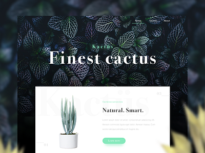 Kactüs Landing bodoni cactus dark green landing leaf nature plant