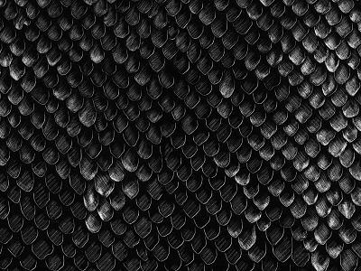 Scales Pattern fish illustration mermaid nautical pattern scales scratchboard secret midnight press underwater