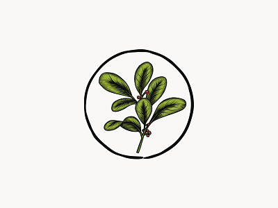 Yerba Mate leaves drawing hand drawn handdrawn handmade illustration leaves plant tea tea company vector yerba mate