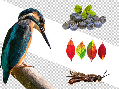 Isolated Objects | Transparent bird blueberries branch isolated kingfisher leaves photo photo realistic transparent