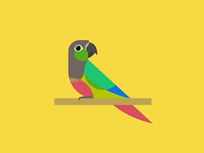 Green-cheeked Conure birb bird flat green cheeked conure parrot