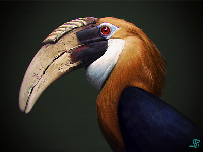 Hornbill study biological illustration hornbill painting photoshop