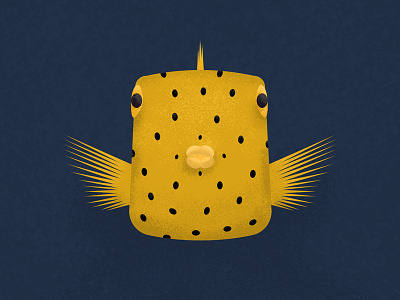 Box Fish box fish fish gillustration gillustrations marine