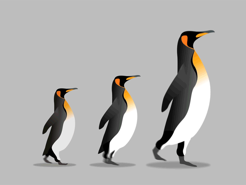 Penguins 2d after effects animation character dribbble gif motion graphics penguins running shapes walk