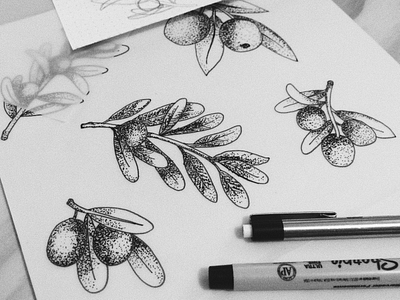 Olives sketch draw drawing hand drawn handdrawn madebyborn olive oil olives sketch sketching