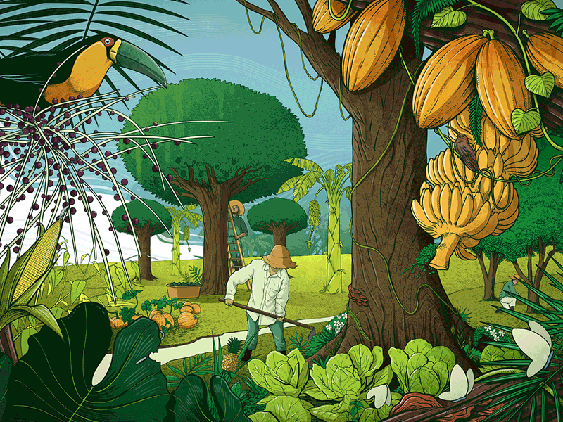 Agroforestry by Pedro Correa on Dribbble