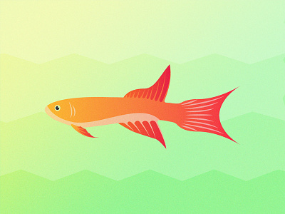 Gillustrations - Lyretail Killifish fins fish sea gills gillustration gillustrations gradient illustration killifish lyretail ocean profile