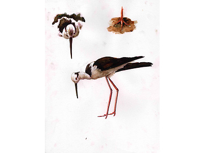 Coastal Stilt, Natural History Illustration Series 2017 animal birds illustration natural history natural history illustration painting scientific illustration underpainting watercolor