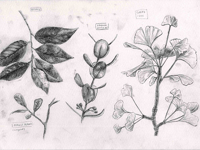 Leaves, Natural History Illustration Series 2017 animal drawing graphite illustration leaves natural history natural history illustration plants scientific illustration sketch