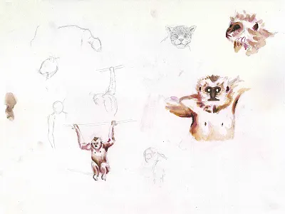 Gibbons, Natural History Illustration Series 2017 animal illustration monkey natural history natural history illustration painting primate scientific illustration underpainting watercolor