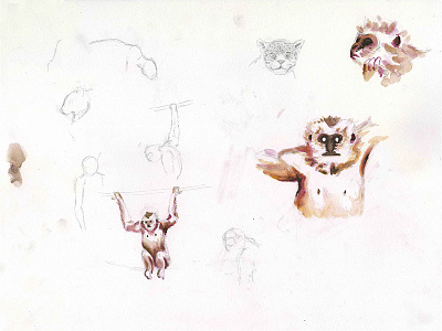 Gibbons, Natural History Illustration Series 2017 animal illustration monkey natural history natural history illustration painting primate scientific illustration underpainting watercolor