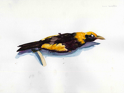 Regent Bowerbird, Natural History Illustration Series 2017 animal birds illustration natural history natural history illustration painting scientific illustration underpainting watercolor