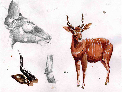 Bongo, Natural History Illustration Series 2017 animal graphite illustration mammal natural history natural history illustration painting scientific illustration underpainting watercolor