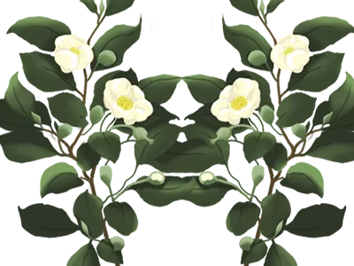 flowers illustration