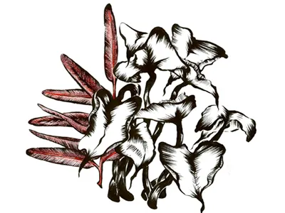 Foliage 1 color pencil drawing foliage illustration ink plant