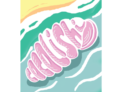 "Cocolishi" Shell in papiamento beach design graphic illustration papiamento shell typography