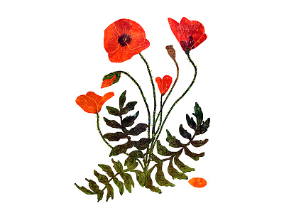 poppy botanical drawing flower mohnblume poppy