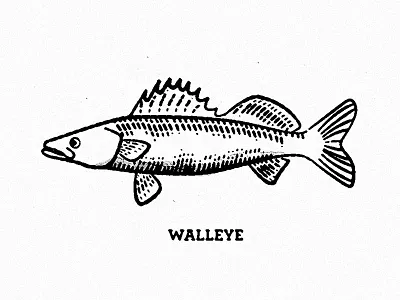 Walleye field fish fresh water guide illustration rough sketch texture walleye