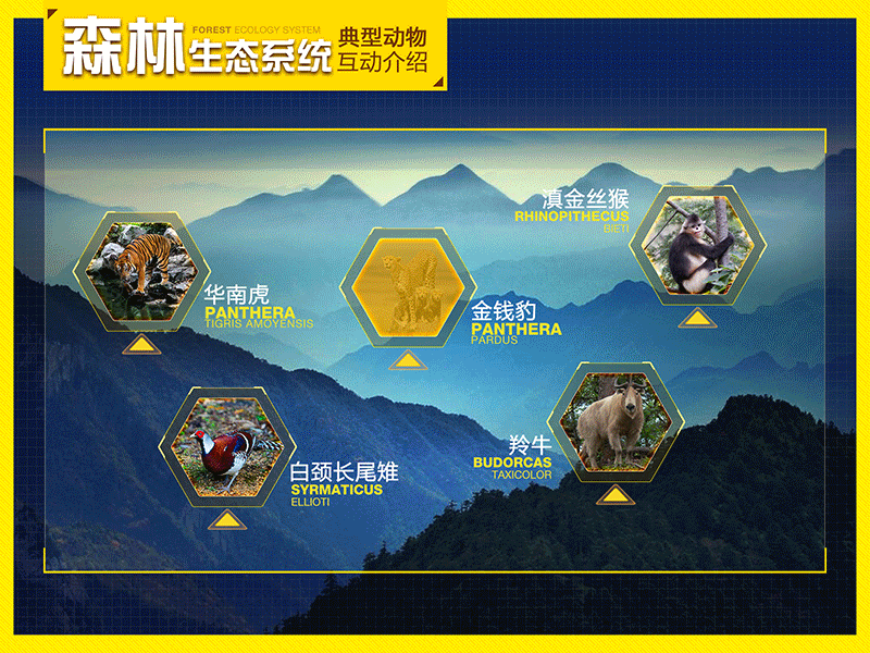 The Yangtze River Animal interactive multimedia animal forest ecosystem interactive multimedia ui