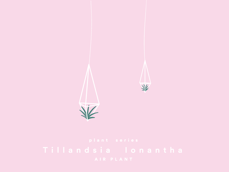 Air plant air plant animation hanging plants illustration plants