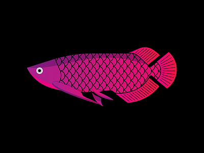 Arowana arowana colorful fish gillustration gillustrations marine ocean sea water