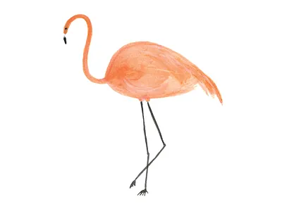 Flamingo bird flamingo watercolor