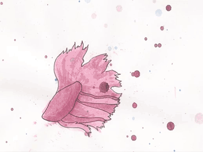 Betta Fish animation betta drawing fins fish gif rotoscope watercolor