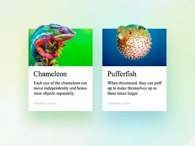 Amazing nature animals blur colorful flash cards nature uiux web design