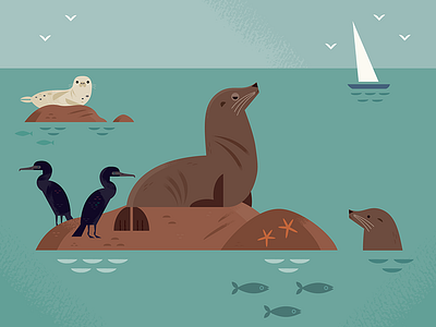 California Sea Lion animals aquarium beach birds california illustration modern nature ocean wildlife