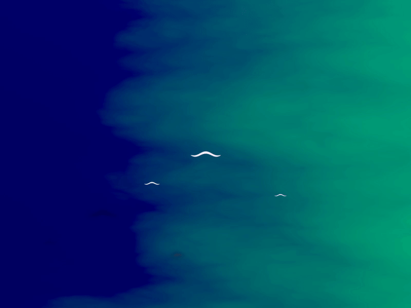 Elegant birds c4d color flat flight illustration ocean simple