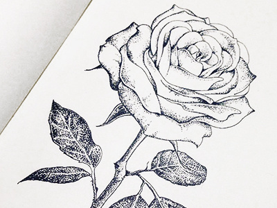 Dotwork Rose blackwork dotwork flower hand drawn illustration ink rose tattoo