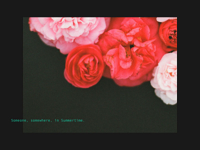 Someone 35mm floral flowers photography roses simple minds