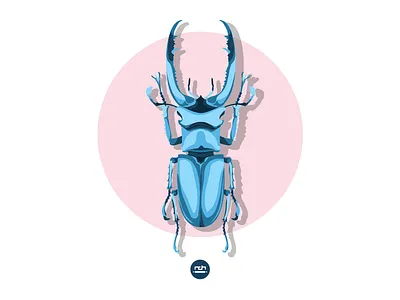 insect bug illustration insect poland wrocław