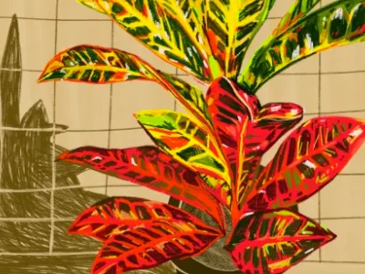 Croton sketch botanical drawing illustration plants