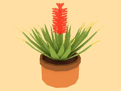 Aloe Plant